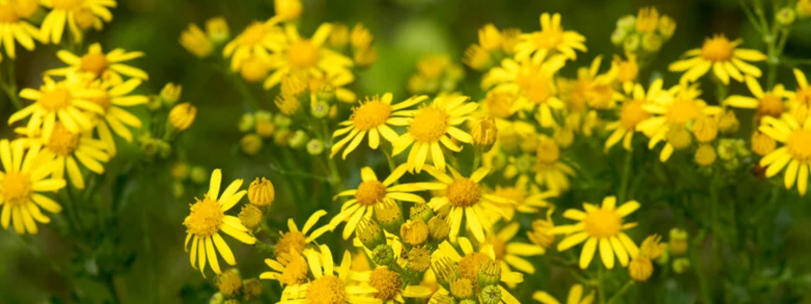 LanGuard Common Ragwort Removal