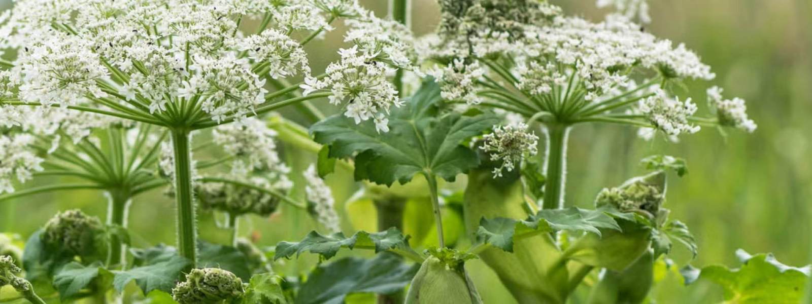 LanGuard Giant Hogweed Removal