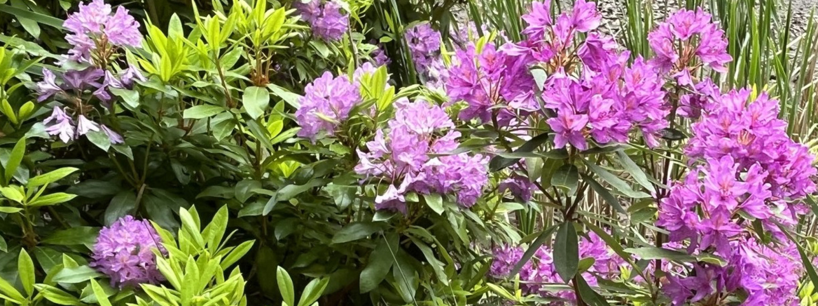 LanGuard Rhododendron Removal