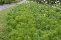 Horsetail spreading from ditch